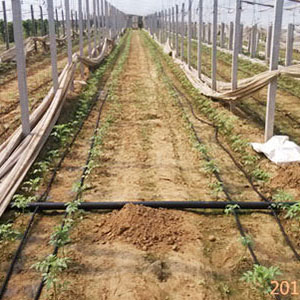 河南滴箭式微灌系统的使用及养护
