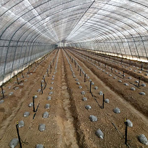 大棚蔬菜种植河南微喷灌溉都具有哪些优势？